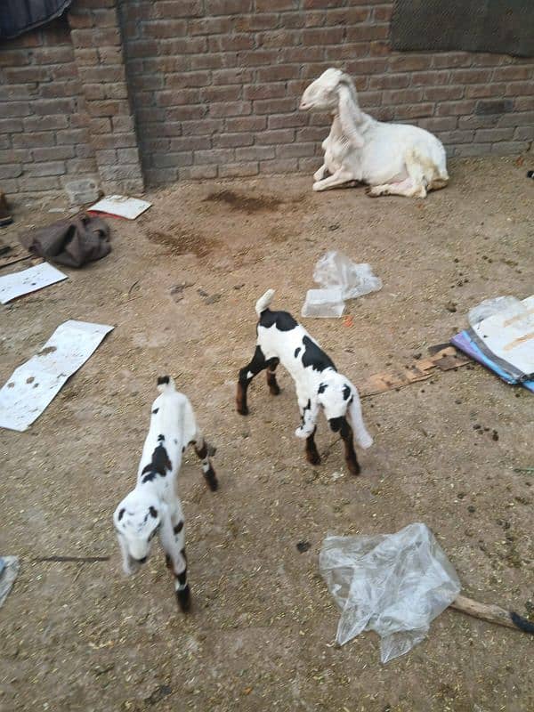 pure rajan puri bakri for sale sath 2 baby female pure ablack ma ha 1