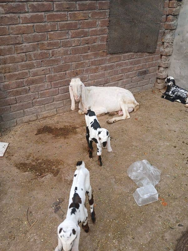 pure rajan puri bakri for sale sath 2 baby female pure ablack ma ha 2