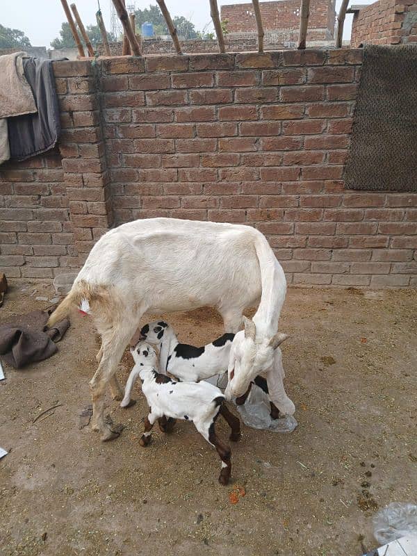 pure rajan puri bakri for sale sath 2 baby female pure ablack ma ha 3