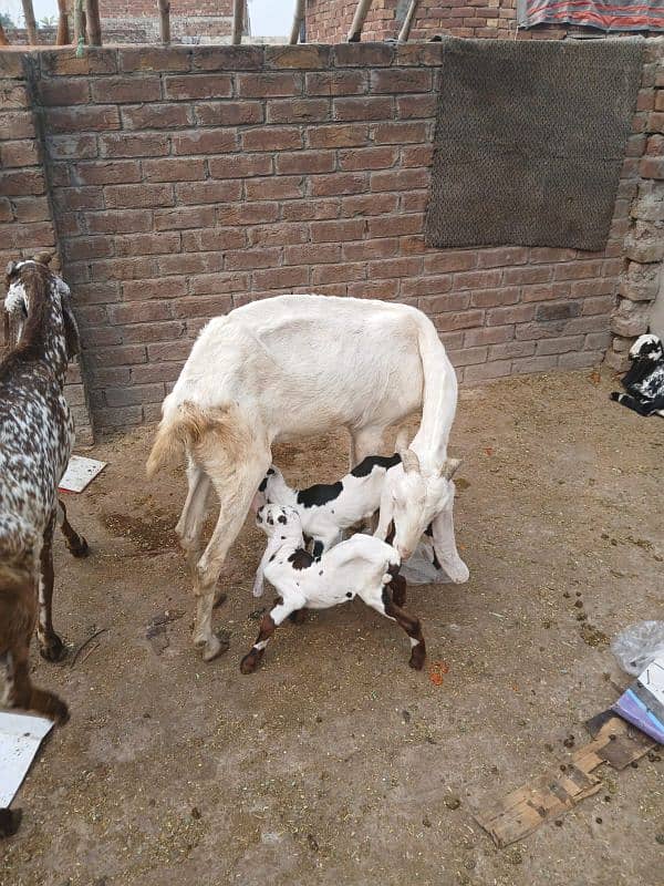 pure rajan puri bakri for sale sath 2 baby female pure ablack ma ha 4