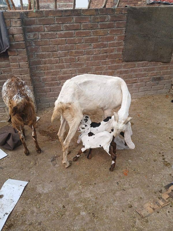 pure rajan puri bakri for sale sath 2 baby female pure ablack ma ha 5