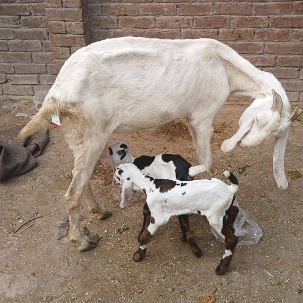 pure rajan puri bakri for sale sath 2 baby female pure ablack ma ha 6