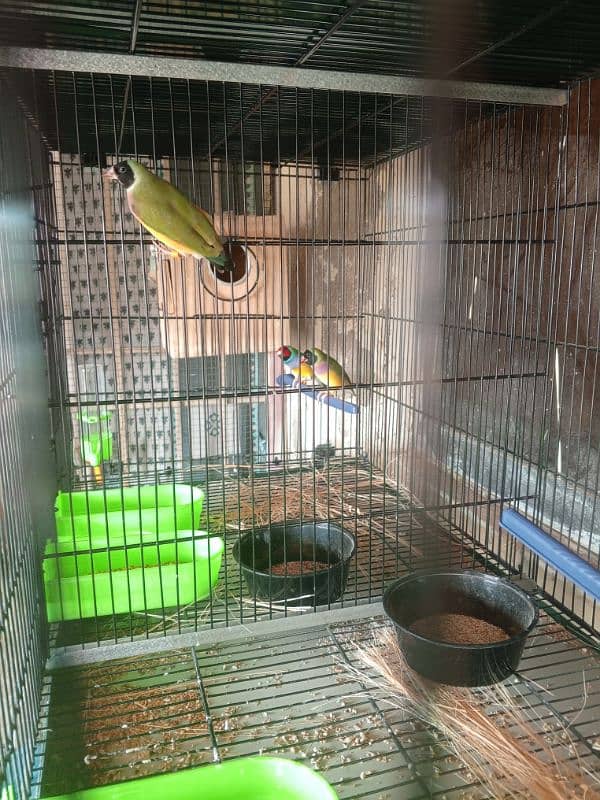 lady goldien finch for sale 2