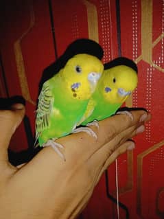 hand tame parrots