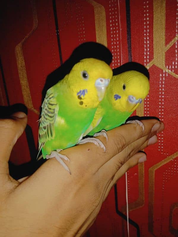 hand tame parrots 0