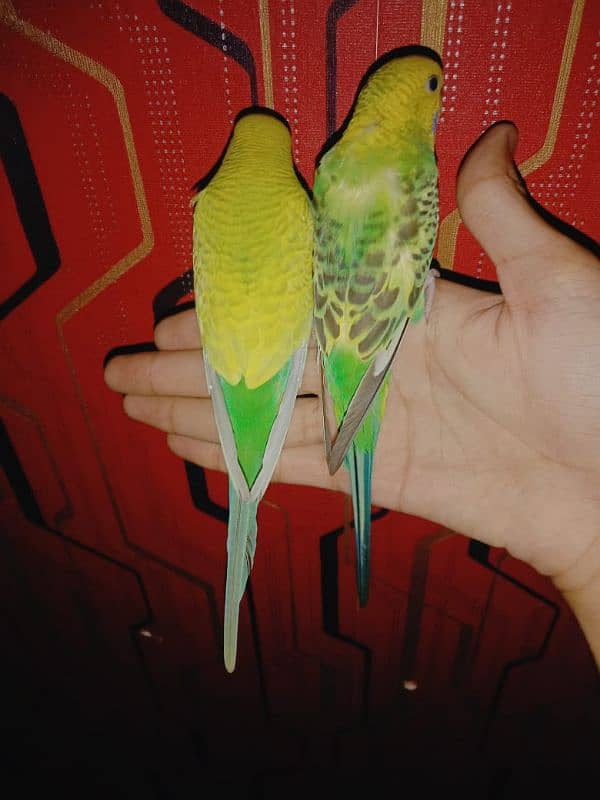 hand tame parrots 1