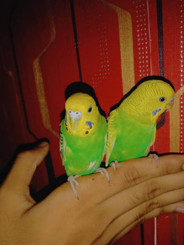 hand tame parrots 2