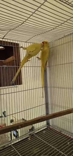 yellow ringneck | yellow ring neck breeder pairs | Raw breeder pairs |