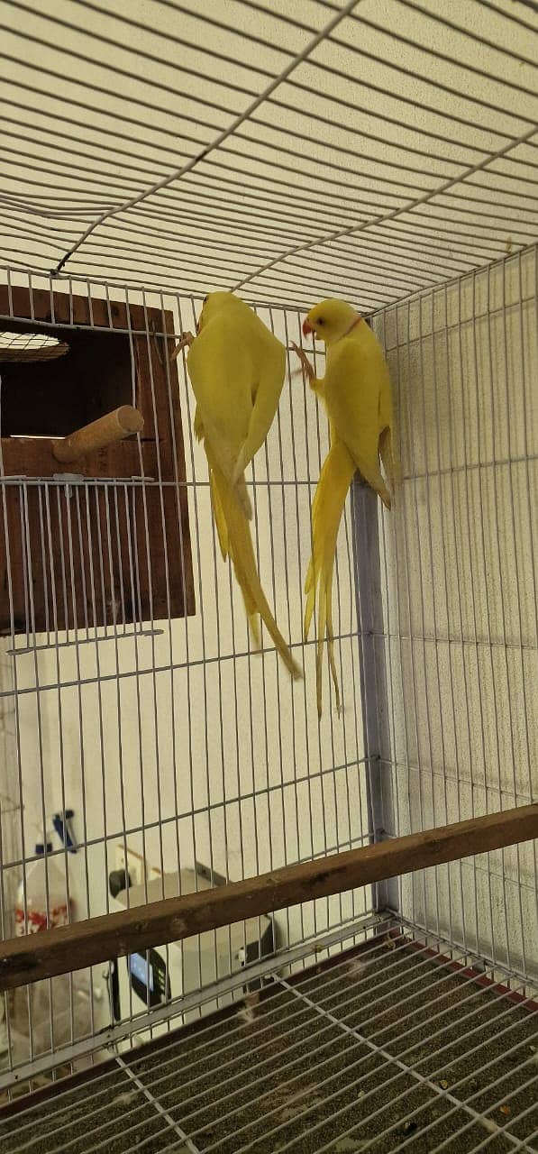 yellow ringneck | yellow ring neck breeder pairs | Raw breeder pairs | 1