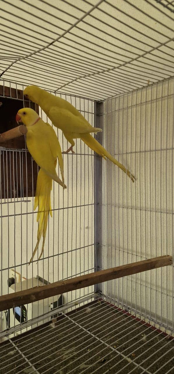 yellow ringneck | yellow ring neck breeder pairs | Raw breeder pairs | 2