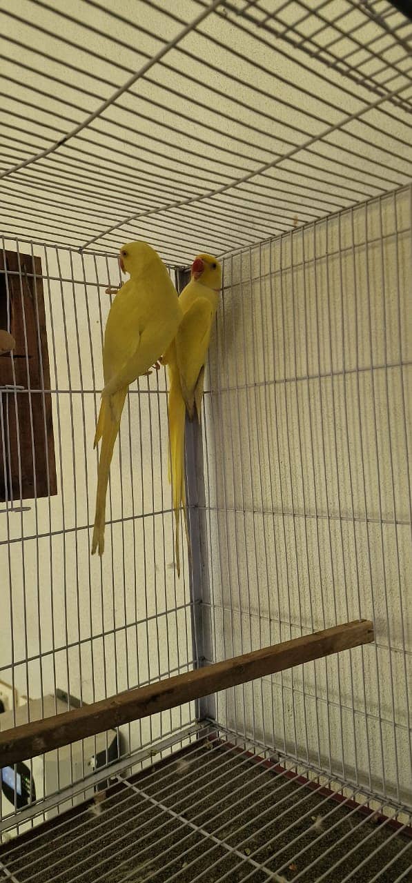 yellow ringneck | yellow ring neck breeder pairs | Raw breeder pairs | 3