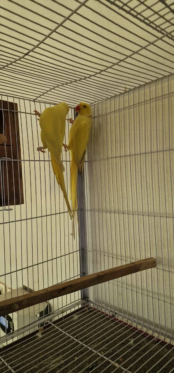 yellow ringneck | yellow ring neck breeder pairs | Raw breeder pairs | 4