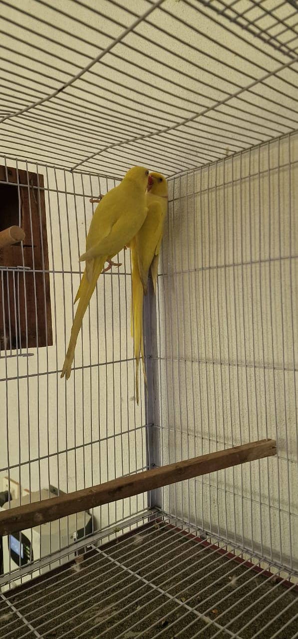 yellow ringneck | yellow ring neck breeder pairs | Raw breeder pairs | 7