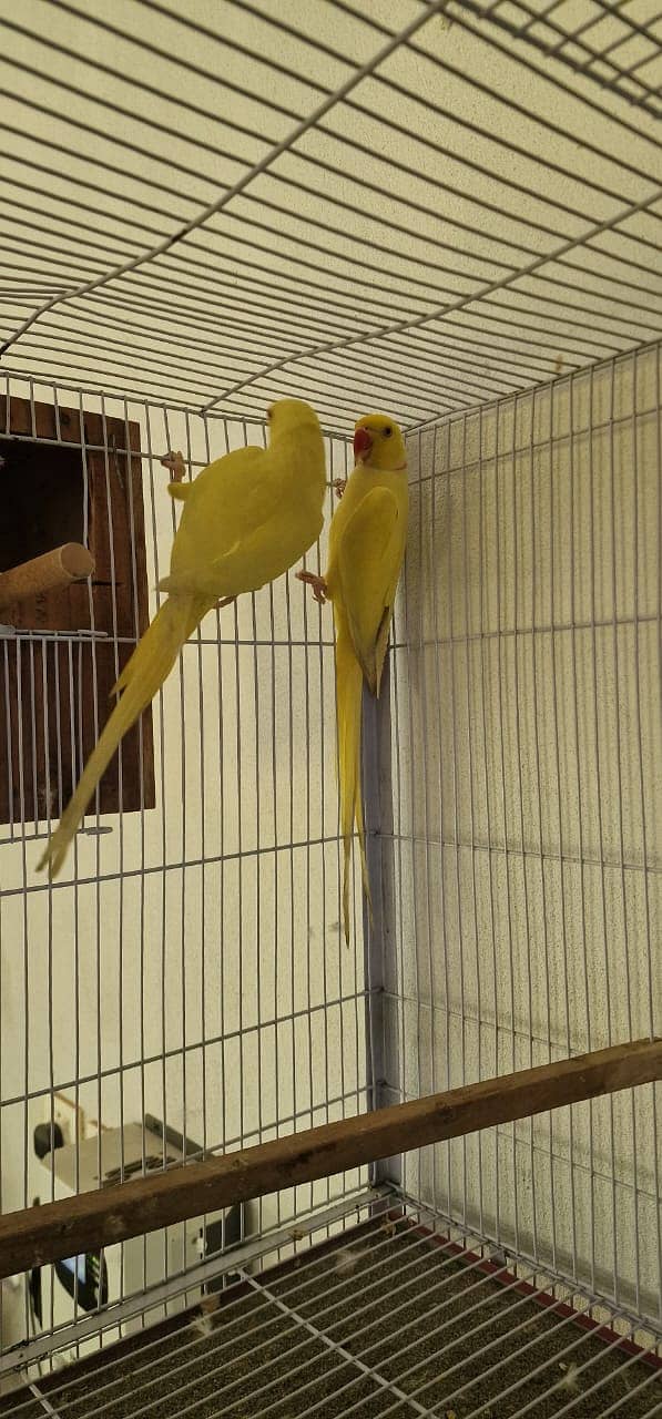 yellow ringneck | yellow ring neck breeder pairs | Raw breeder pairs | 8