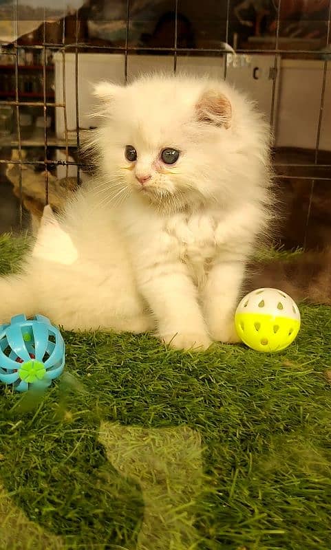 Persian kittens 1