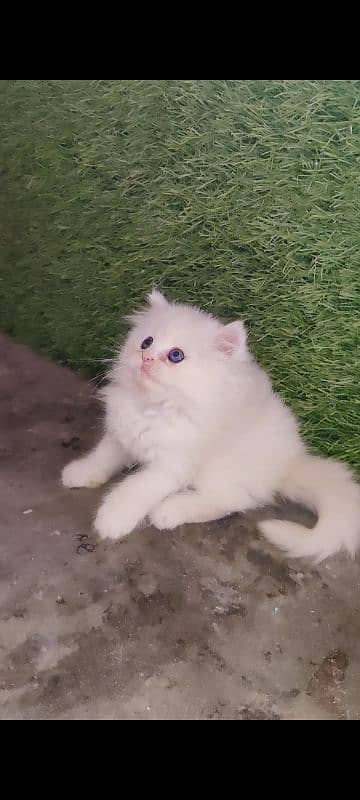 Persian kittens 2