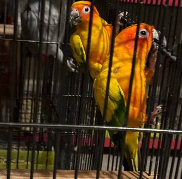 SUN CONURE BREEDER PAIR AVAILABLE 0