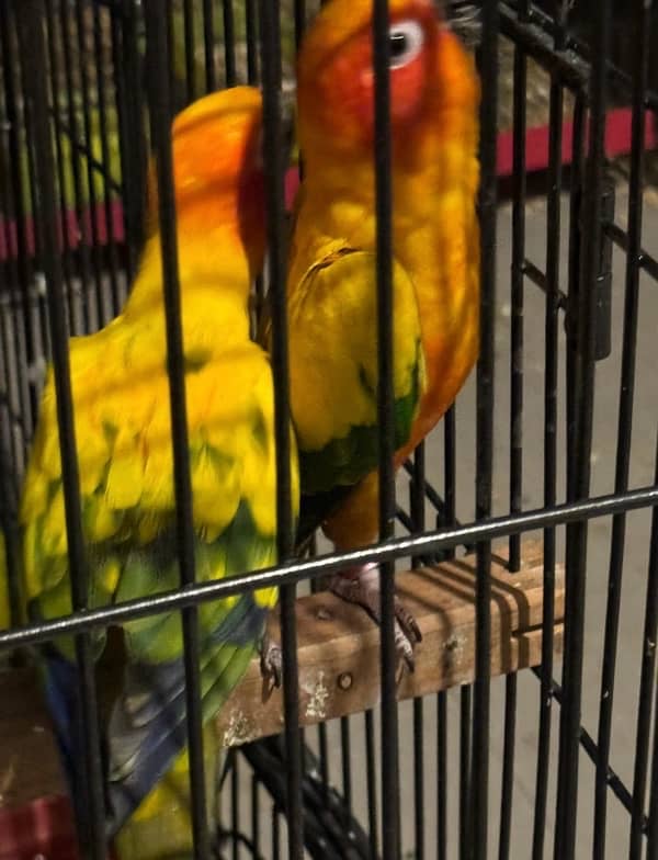 SUN CONURE BREEDER PAIR AVAILABLE 1