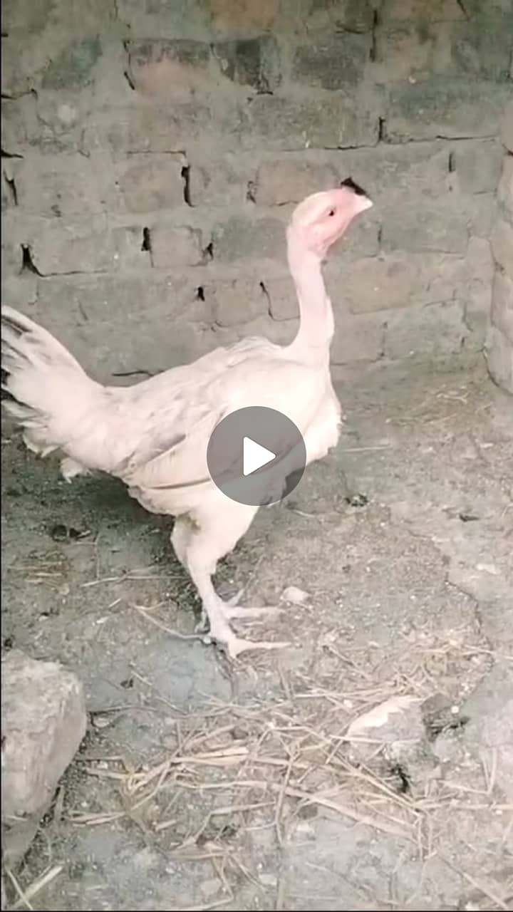 Pure Desi hen for sale haii. 0