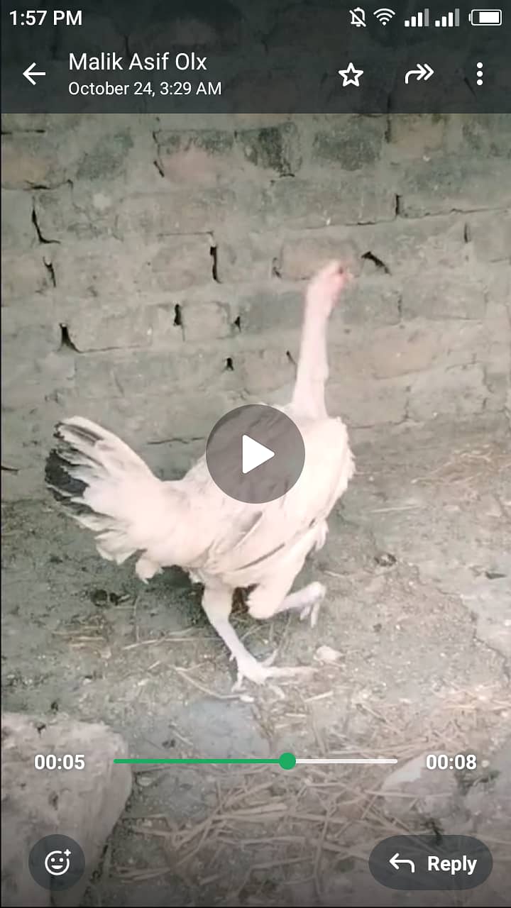 Pure Desi hen for sale haii. 1