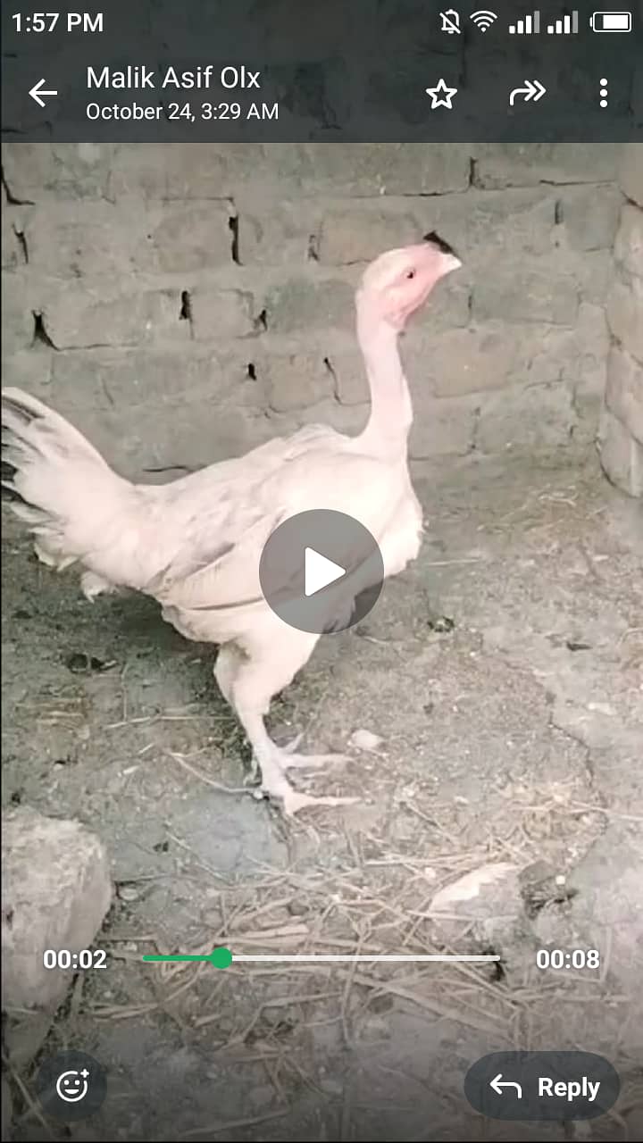 Pure Desi hen for sale haii. 2