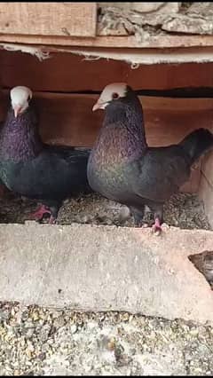 Black Mukhi canty cash beautiful pair breedr