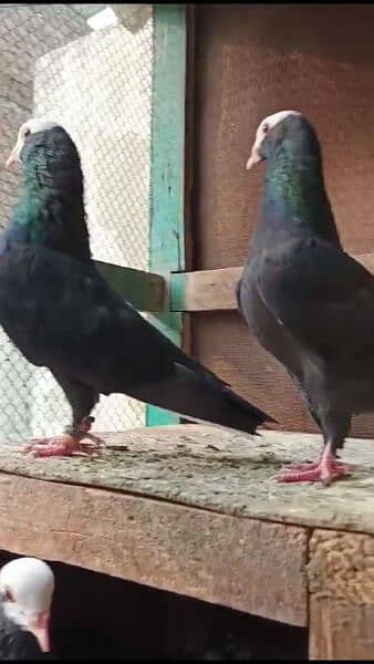 Black Mukhi canty cash beautiful pair breedr 1