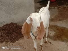 female goat for sale 0