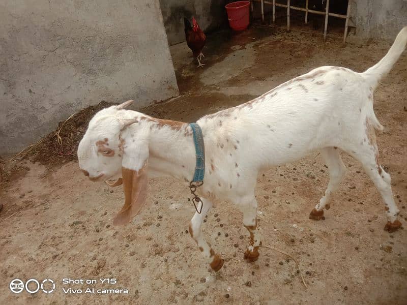 female goat for sale 1