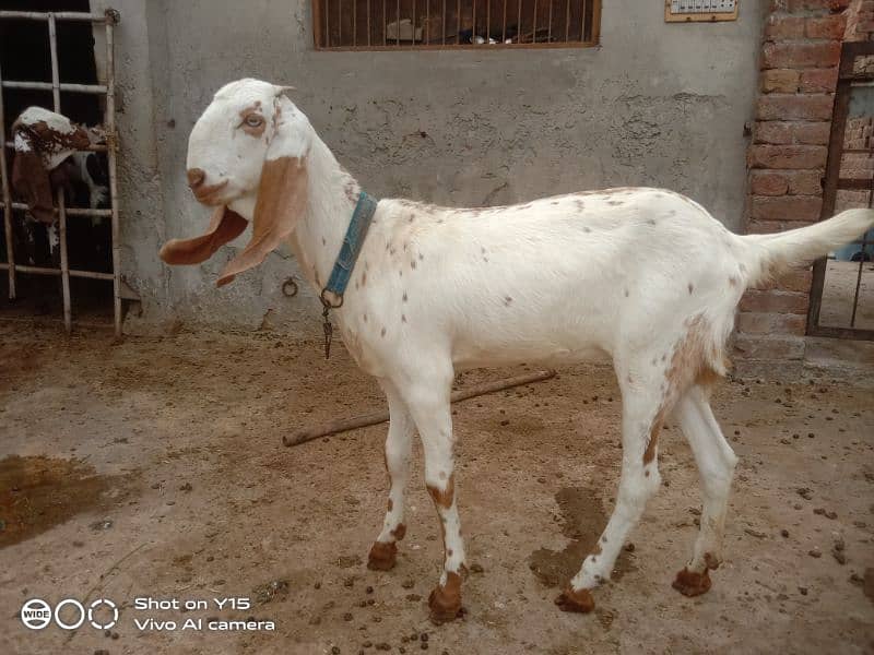 female goat for sale 2