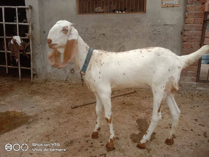 female goat for sale 3