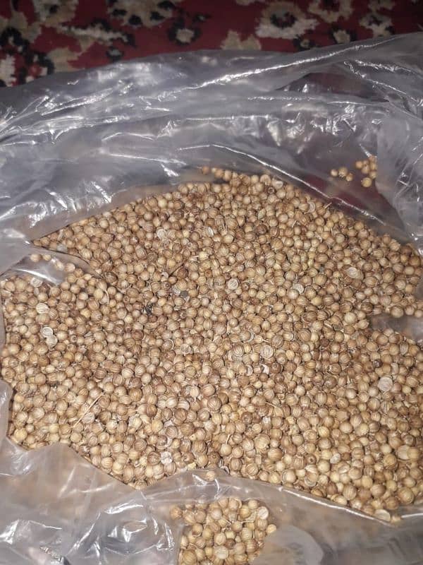 Dry Coriandon (Sookha Dhaniya) Available for Bulk Sale 0