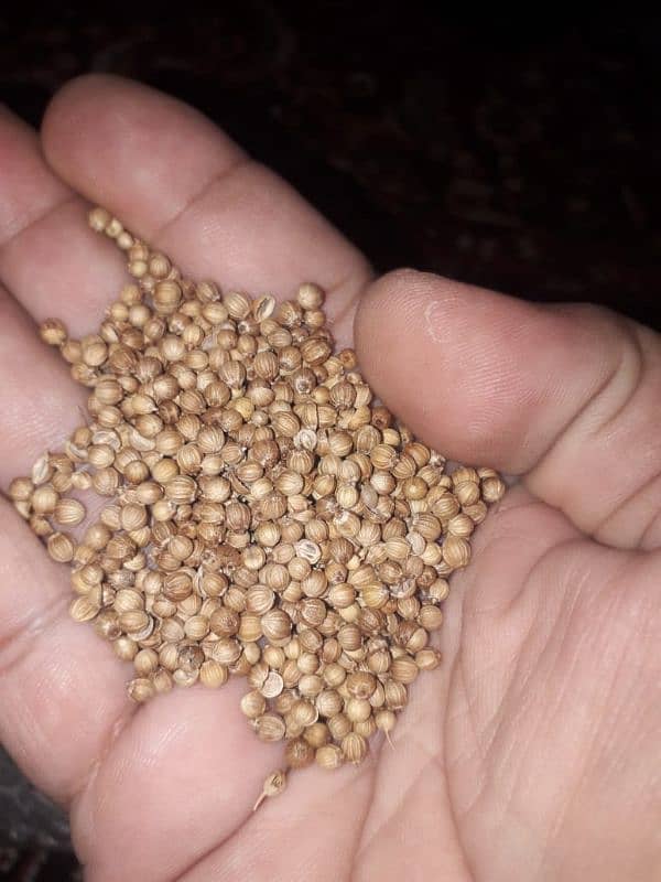 Dry Coriandon (Sookha Dhaniya) Available for Bulk Sale 1