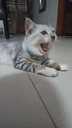 Turkish Angora