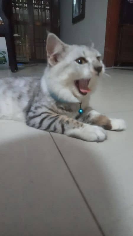 Turkish Angora 0