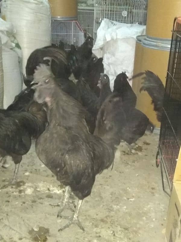 ayam cemani pair for sale gray tong 4