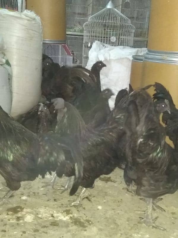 ayam cemani pair for sale gray tong 5