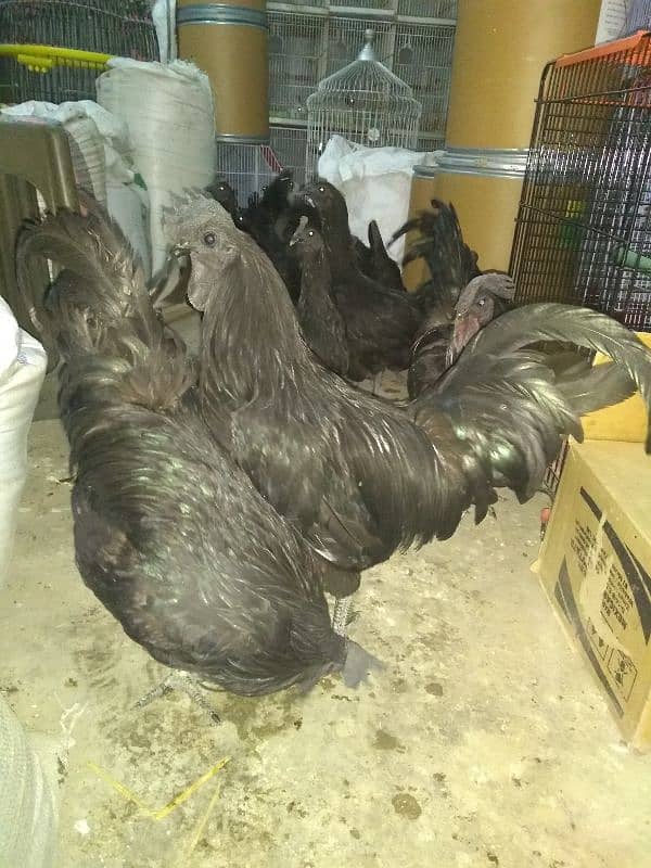 ayam cemani pair for sale gray tong 6