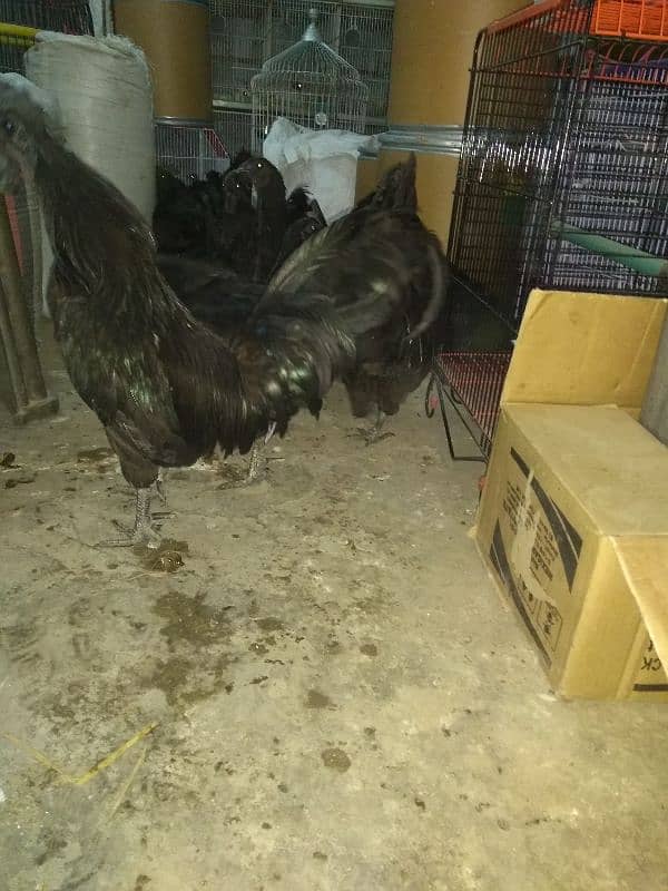 ayam cemani pair for sale gray tong 7