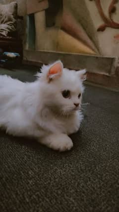 Persian. cat for sale urgent