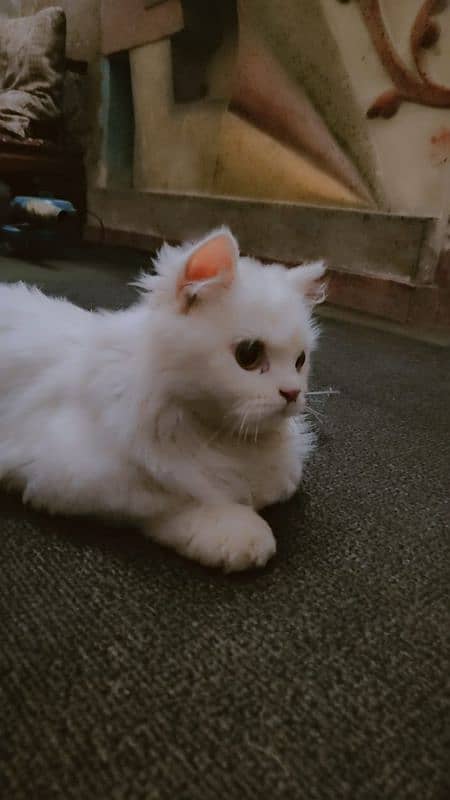 Persian. cat for sale urgent 0