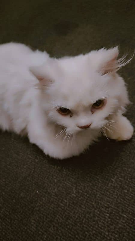 Persian. cat for sale urgent 1