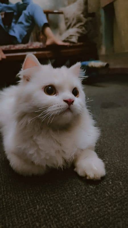 Persian. cat for sale urgent 3