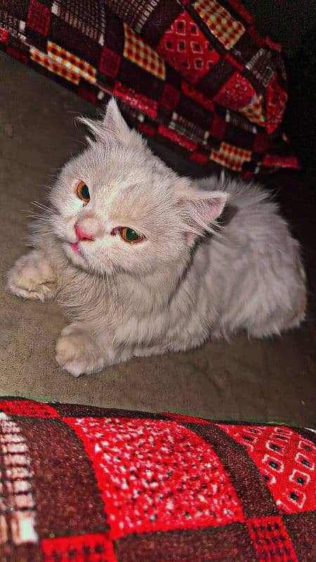 Persian. cat for sale urgent 4