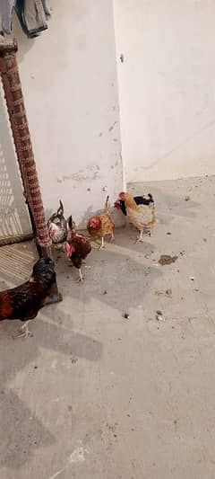 golden misri hens for sale03328168046 0