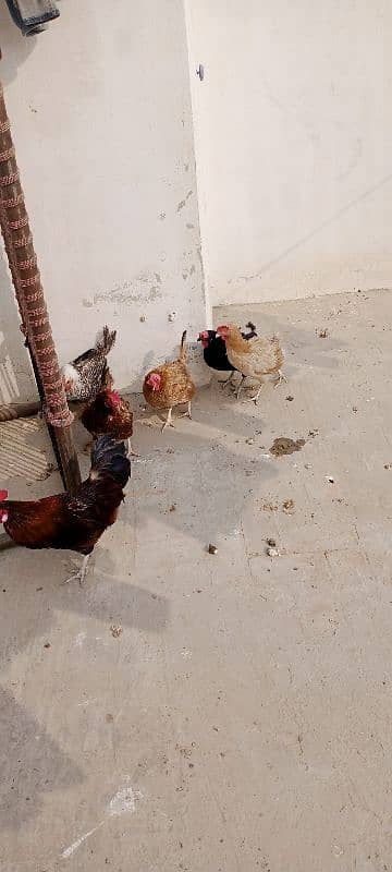 golden misri hens for sale03328168046 1