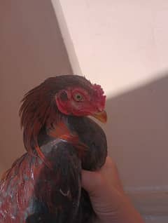 Aseel Sindhi  pair and chick for sale