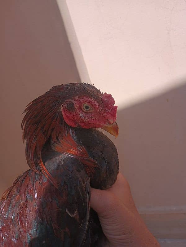 Aseel Sindhi  pair and chick for sale 0