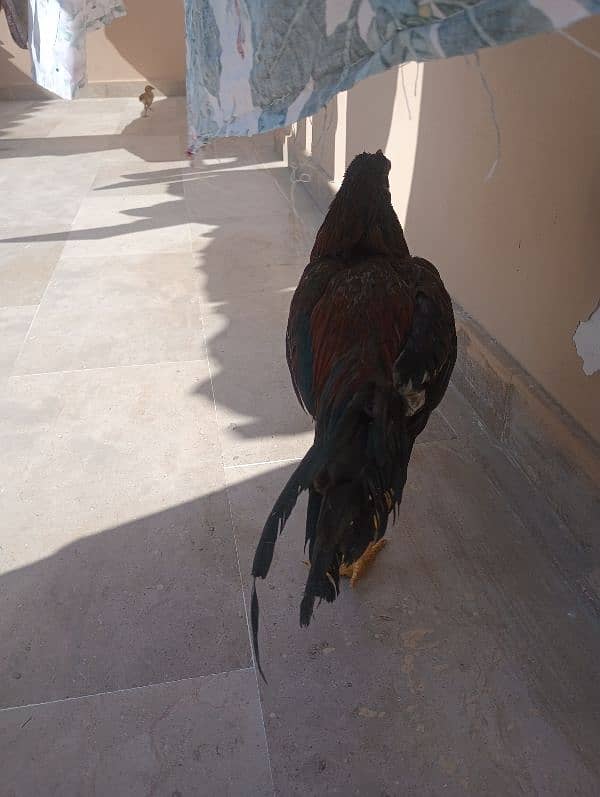 Aseel Sindhi  pair and chick for sale 1