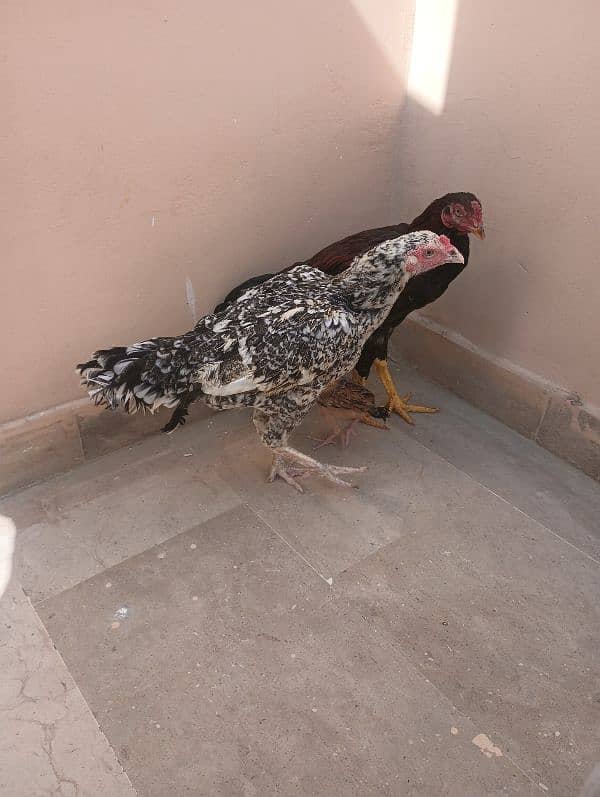 Aseel Sindhi  pair and chick for sale 2